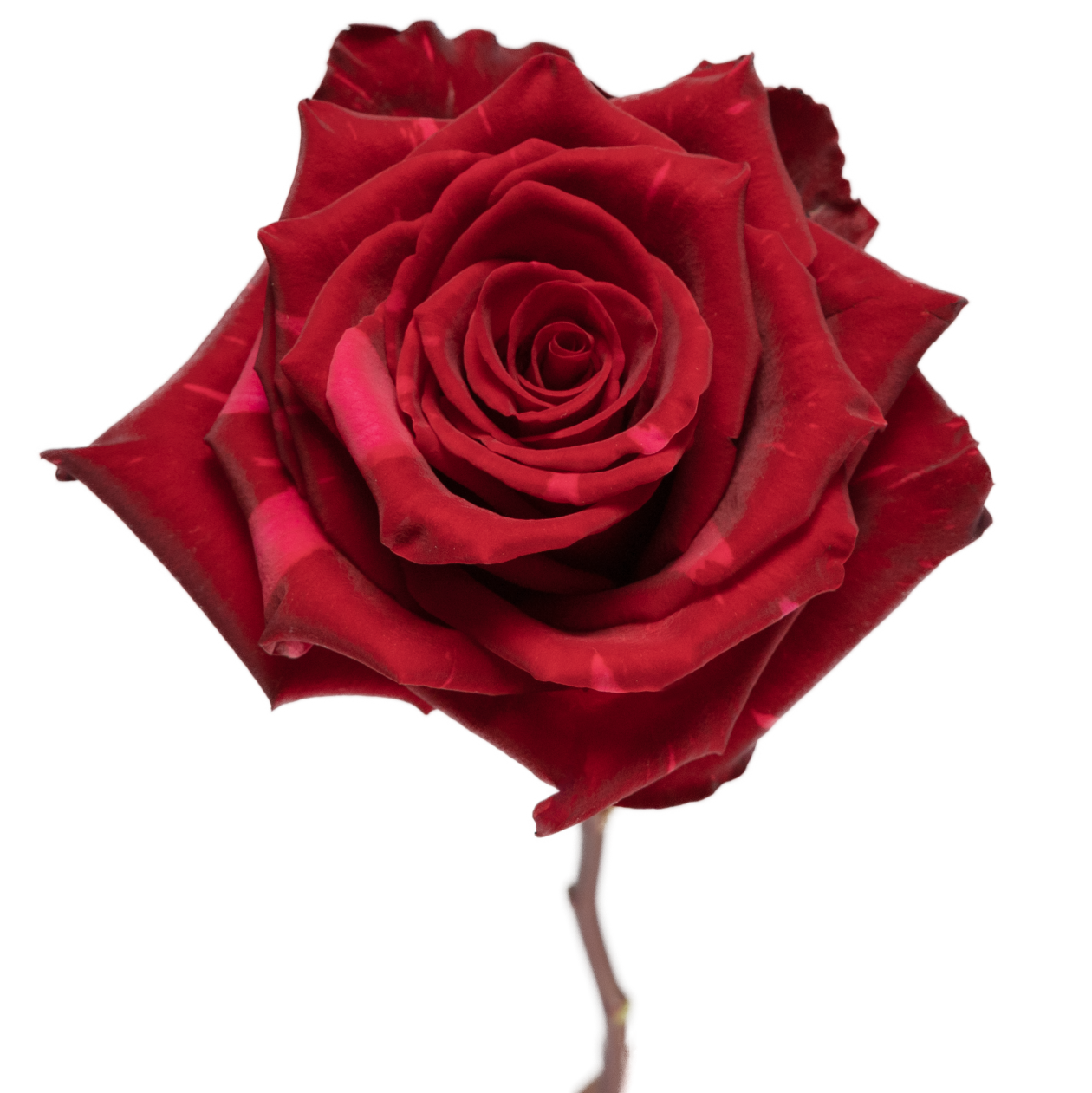 Red Panter – BellaRosa
