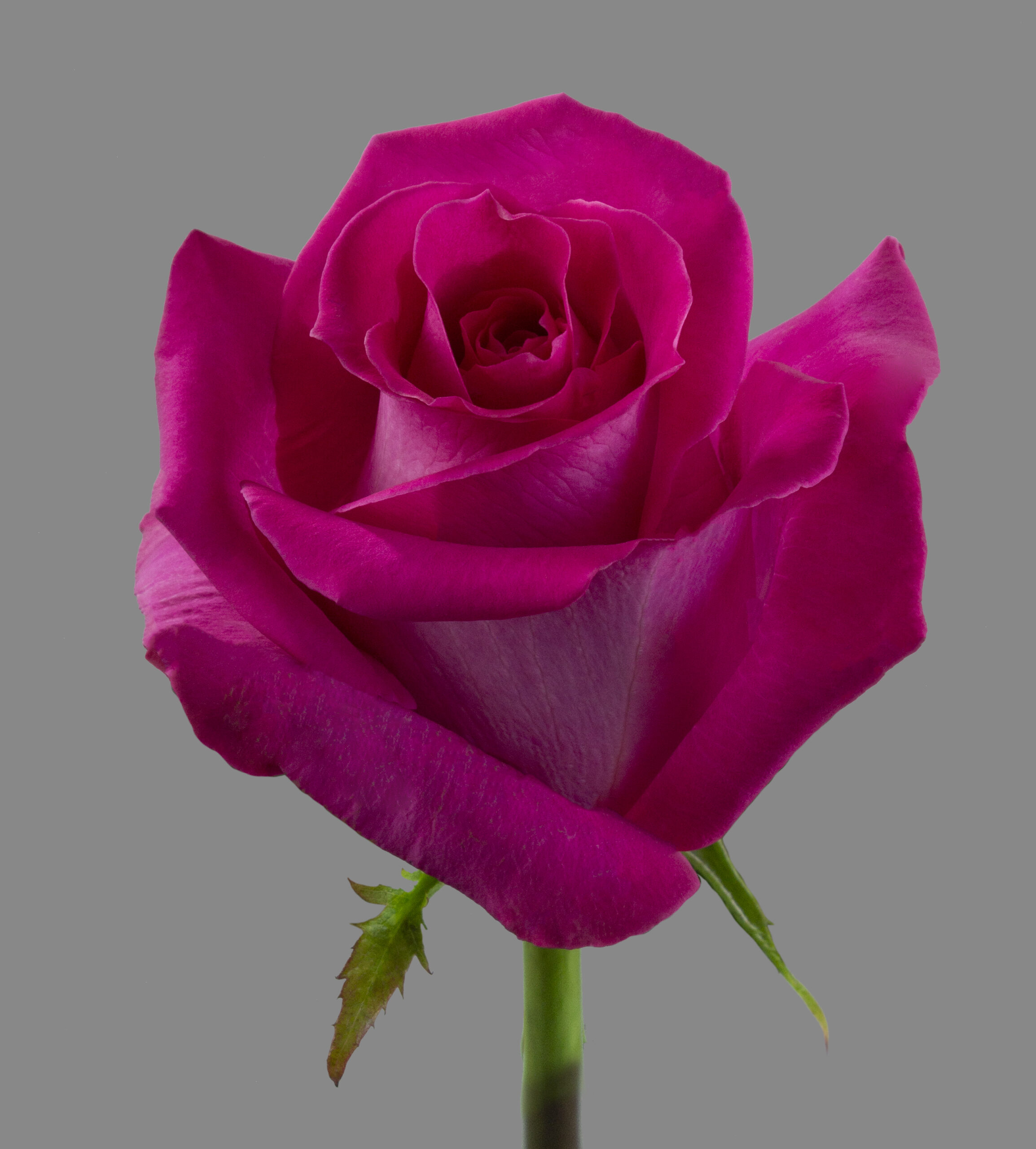 BellaRosa