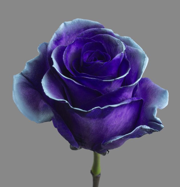 Purple Grey Gia