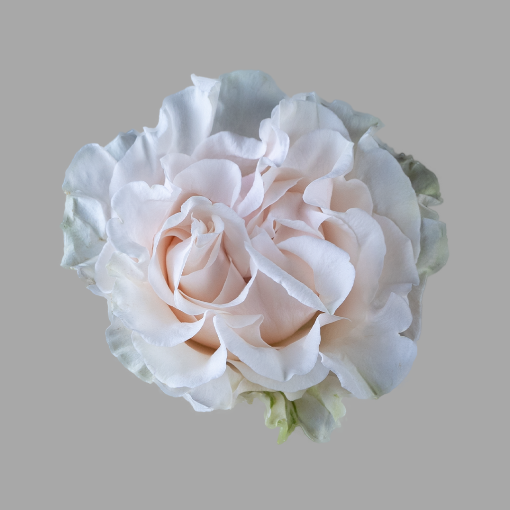 Cotton Xpression BellaRosa