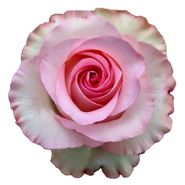 Mondella Roses BellaRosa – Cultivating Innovation