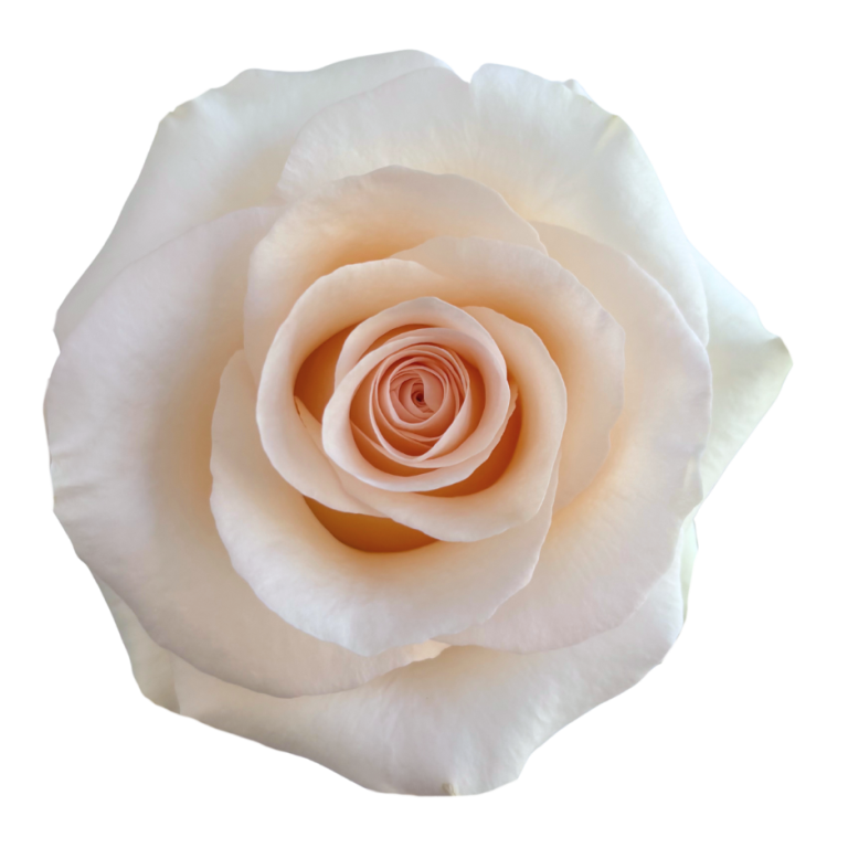 BellaRosa – Cultivating Innovation