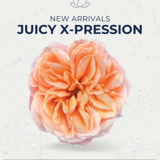 Juici X-pression