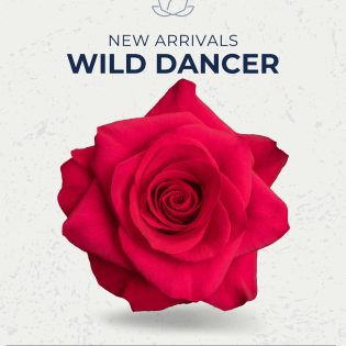 Wild Dancer
